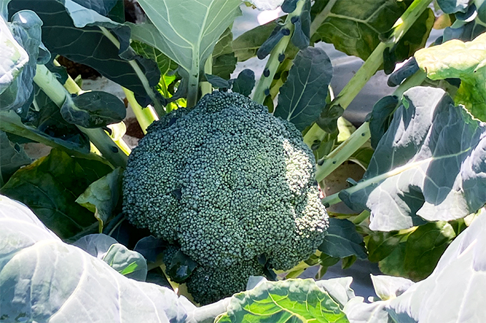 ブロッコリ-3