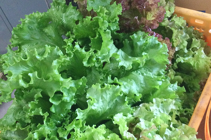 レタス-2