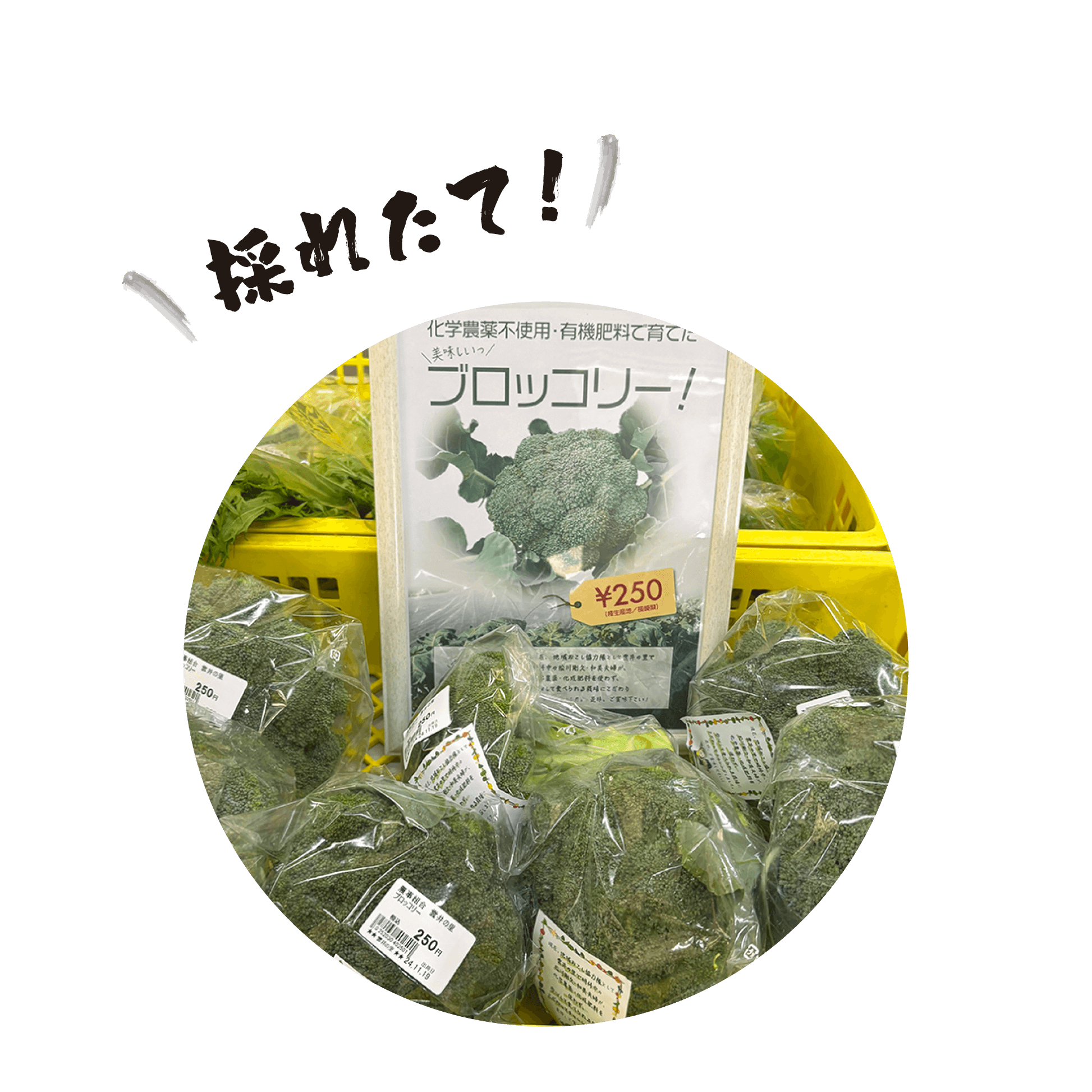 新鮮野菜-2