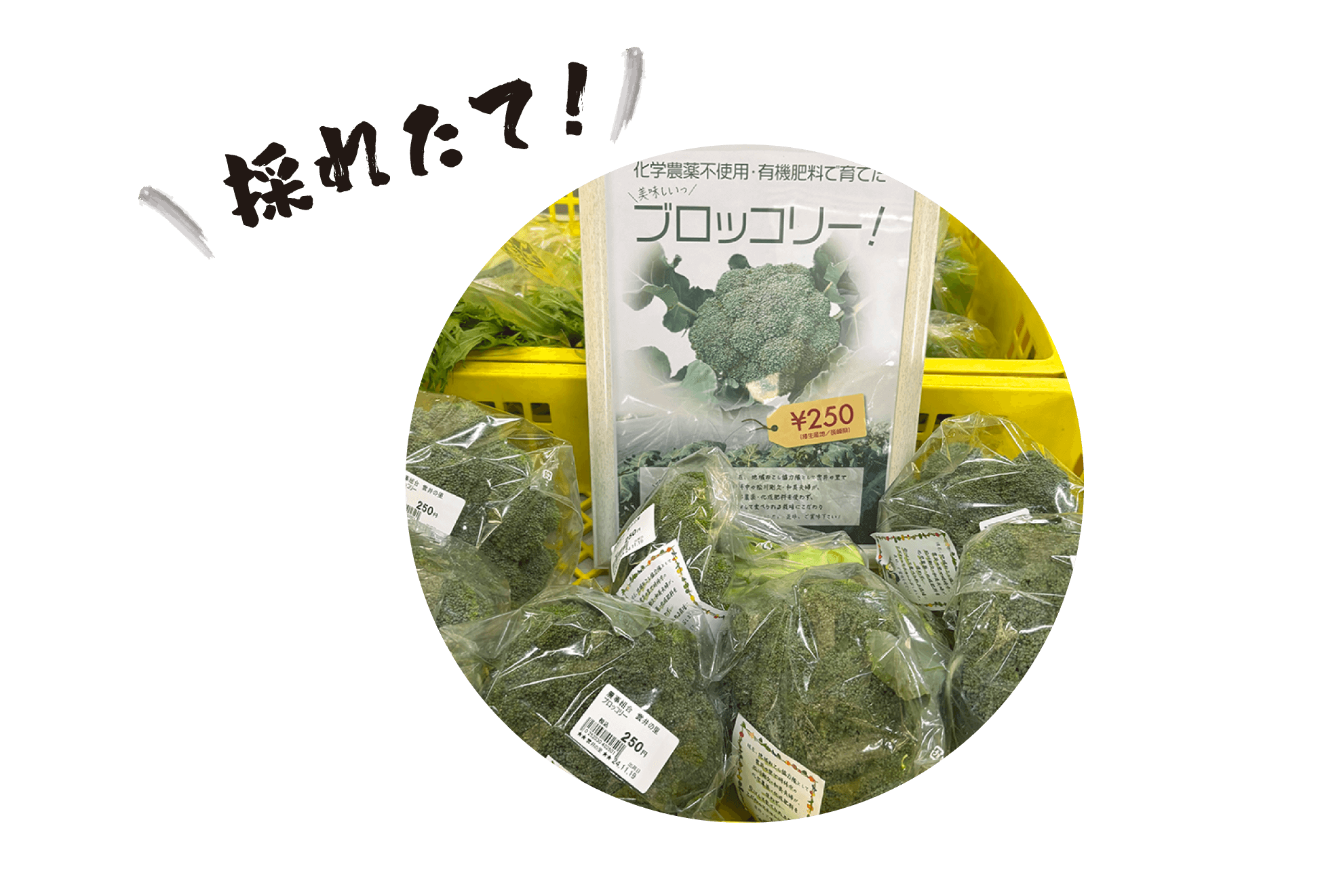 新鮮野菜-2