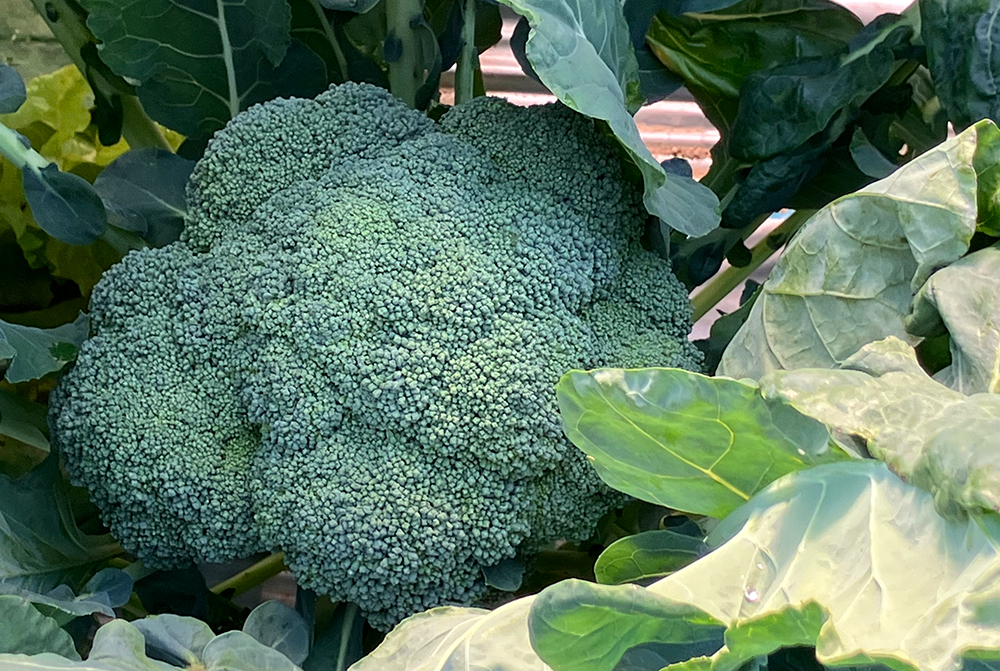 邑南町 雲井の里 感謝祭-3