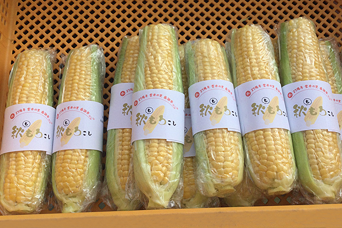 トウモロコシV2-1