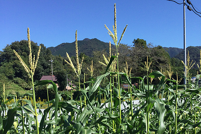 トウモロコシV2-3