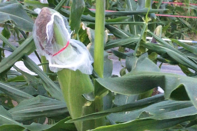 トウモロコシV2-2