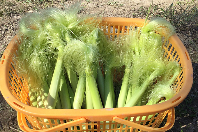 トウモロコシV2-4